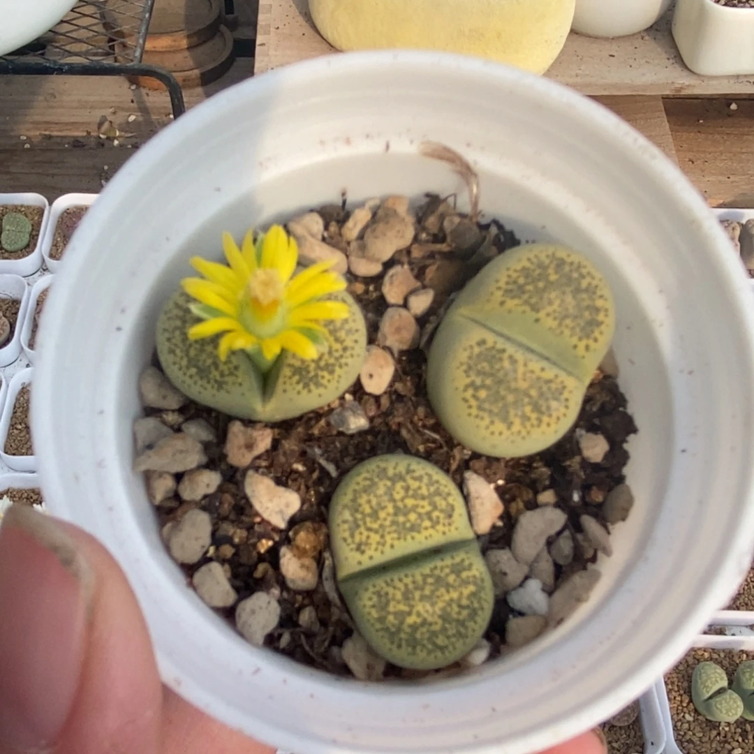 4982 黄绿碧琉璃带盆土