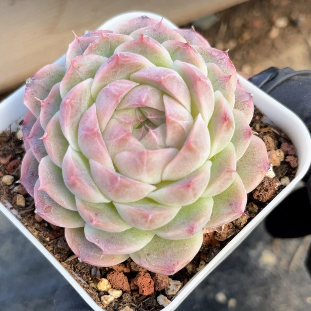 优选女王福利1107