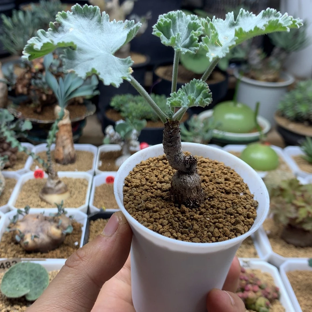 枯木洋葵多肉带盆
