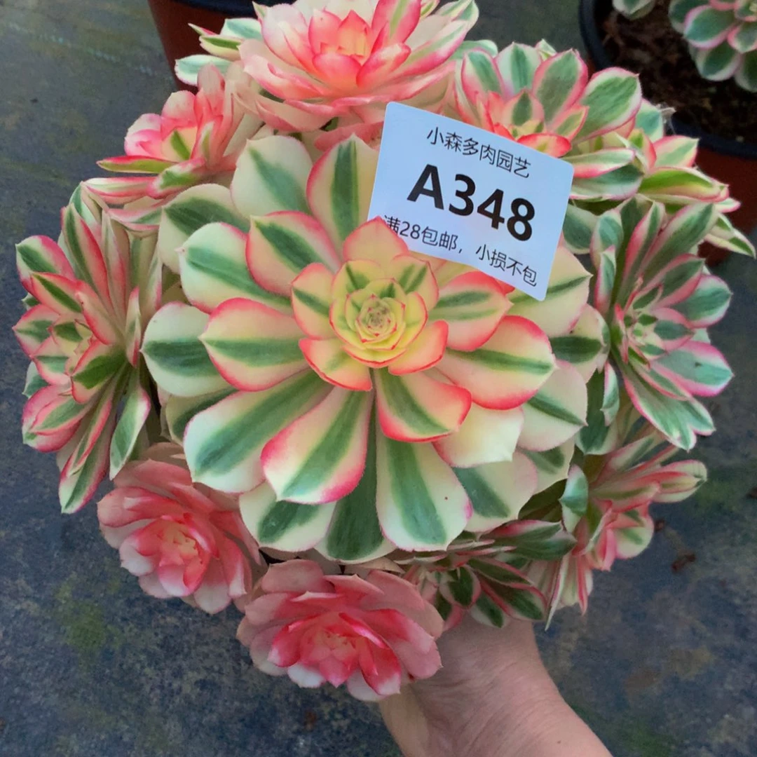 ?****?348倾城88888888