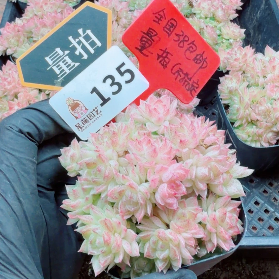 多肉植物多肉植物