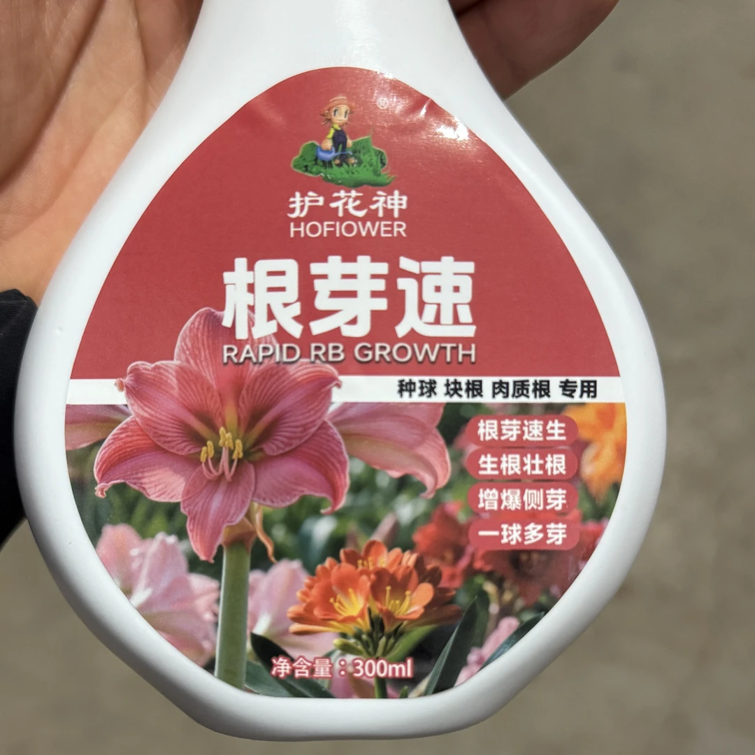 【根芽速】朱顶红专用生根