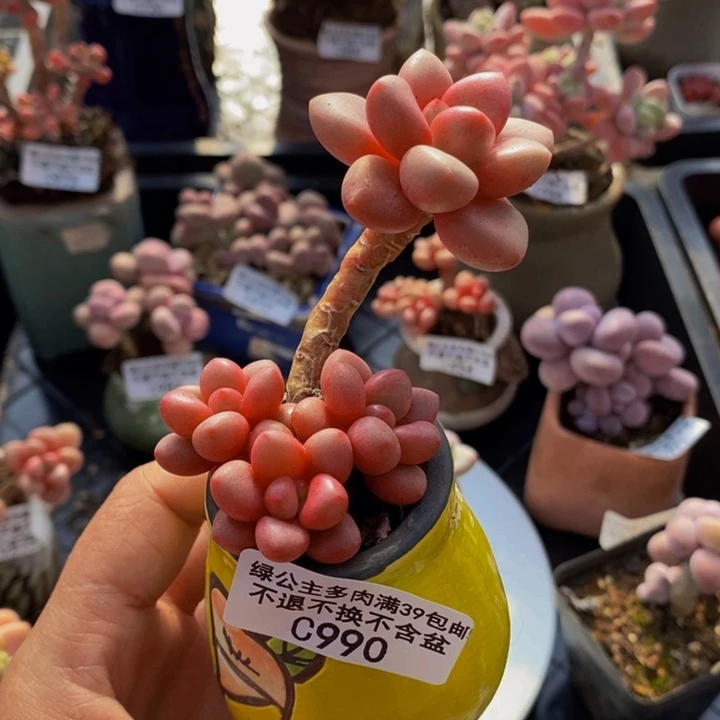 先锋派990多肉植物