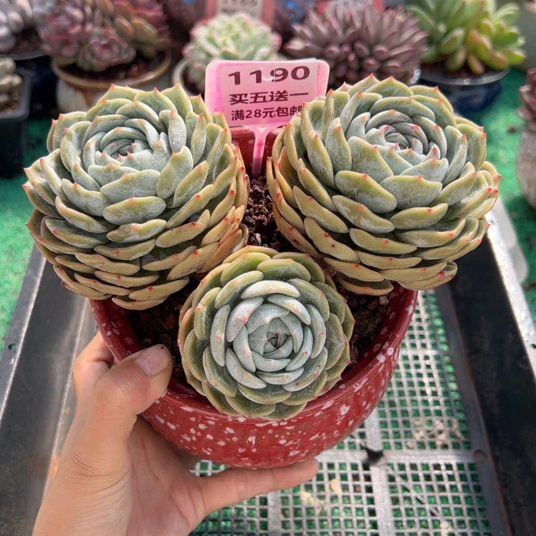 表妹精品多肉植物1190.