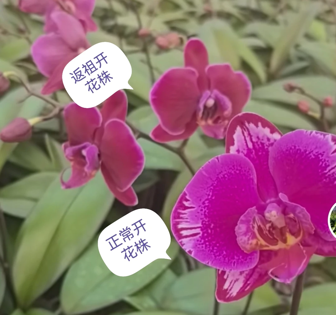 蝴蝶兰双星光芒3.5寸苗1株（返祖率高，介意勿拍）