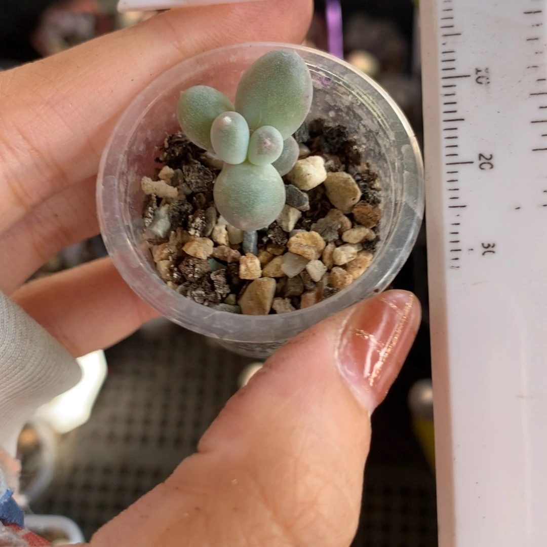 彩虹 不满28发到付，发一片叶，~