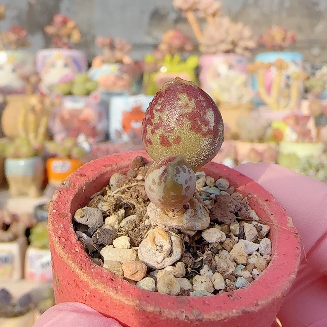 紫丸海豹 盆口3cm