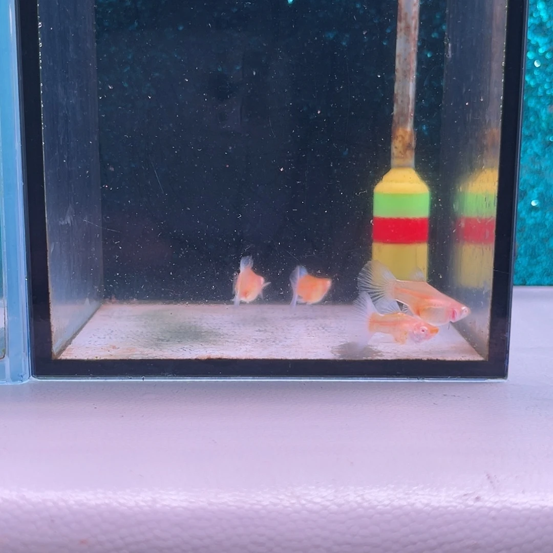 黑玛丽鱼705号蓝白球2对