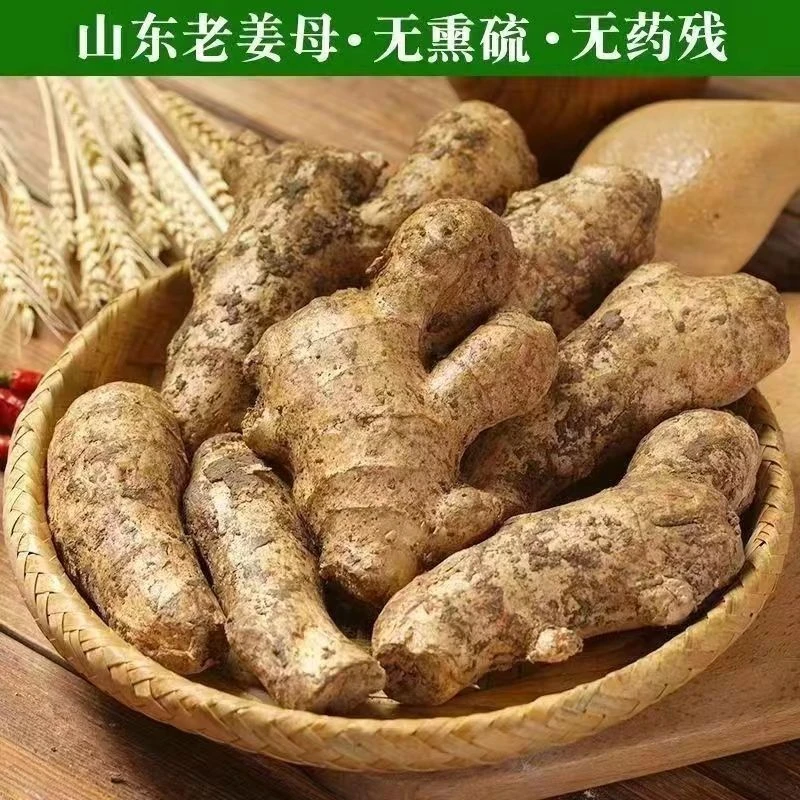 老姜母山东老姜母食用泡脚入药月子养生现辛辣十足带泥