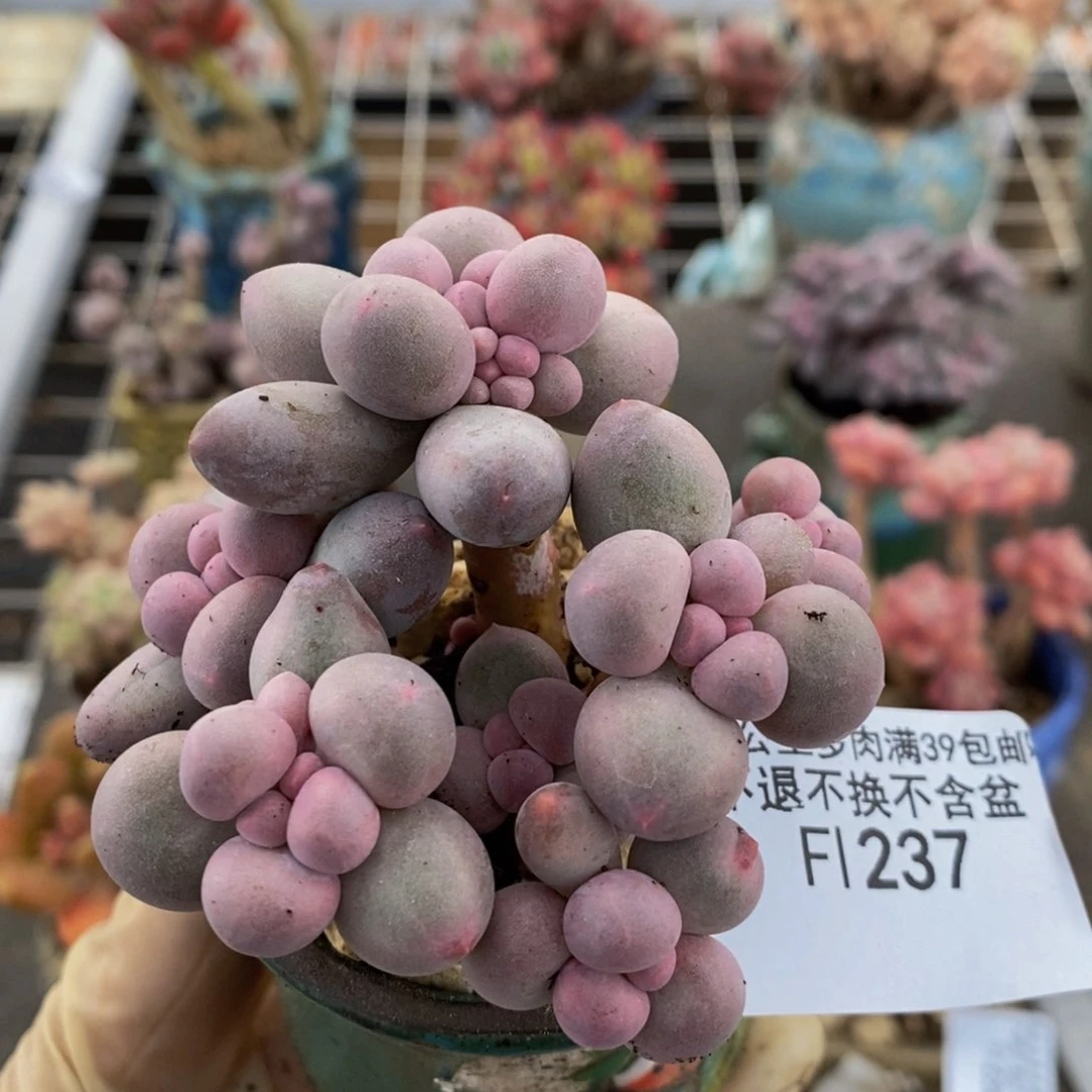 香水手指237/6c m