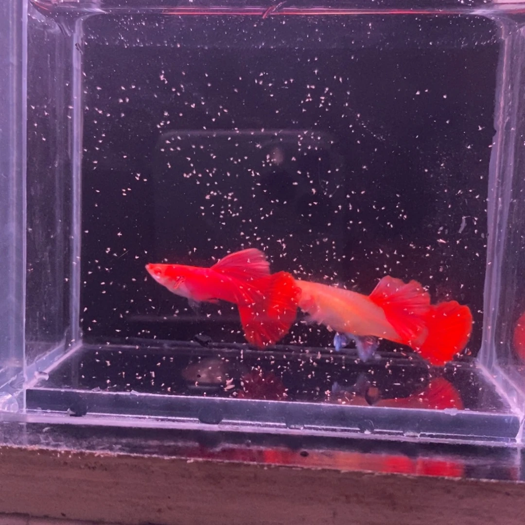 孔雀鱼折扇白子一对