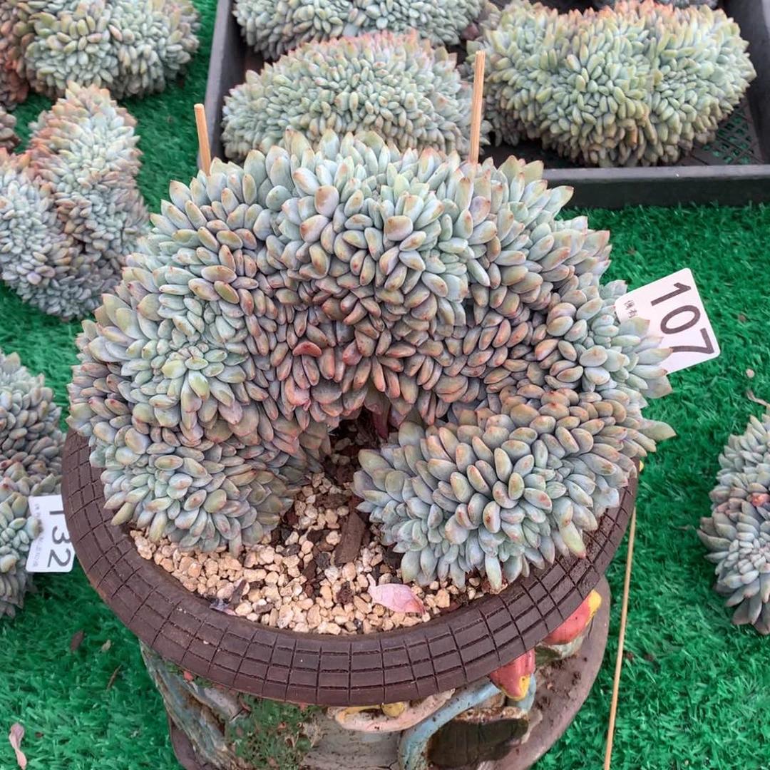 107橙子缀多肉植物