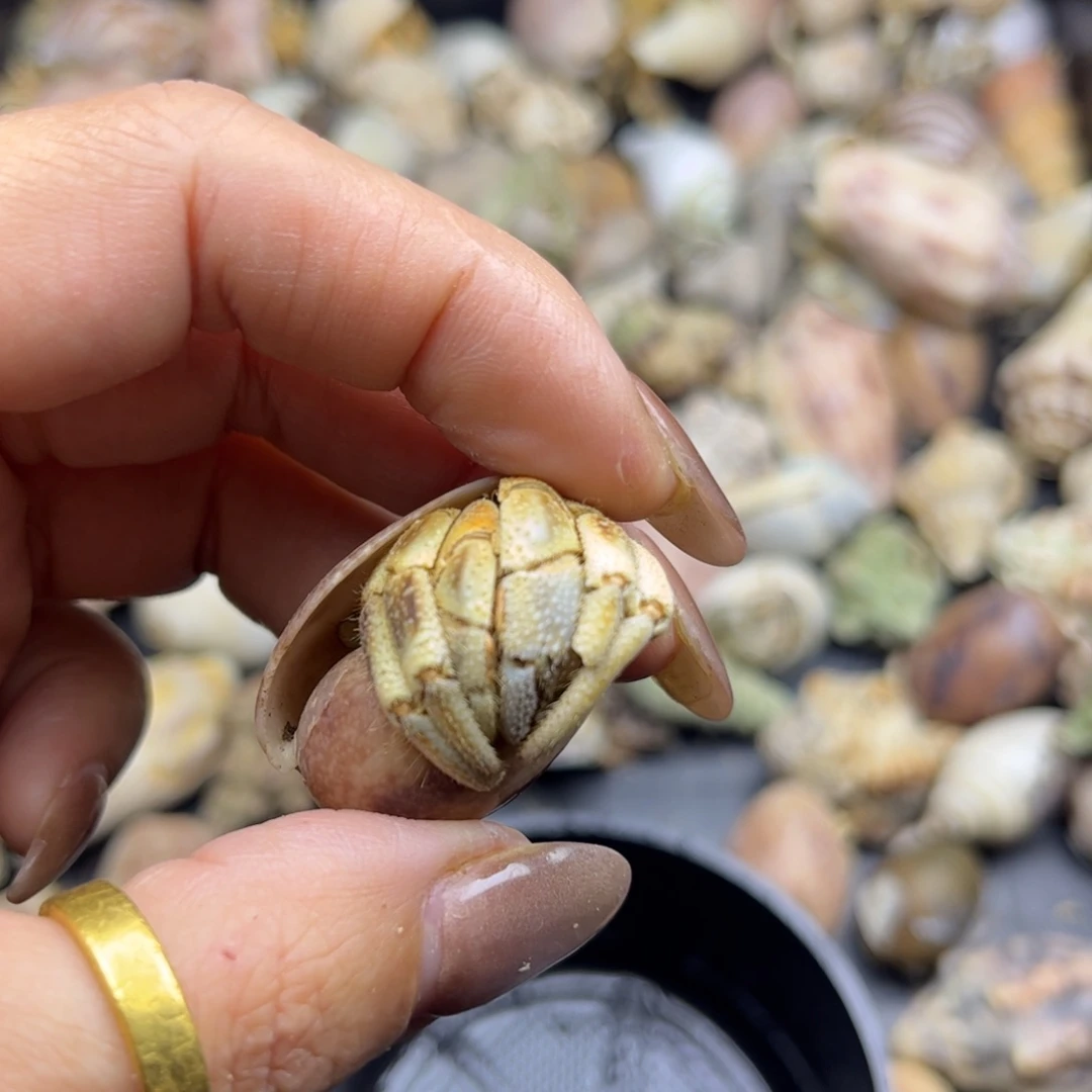 像虎纹的不理不拉微磨