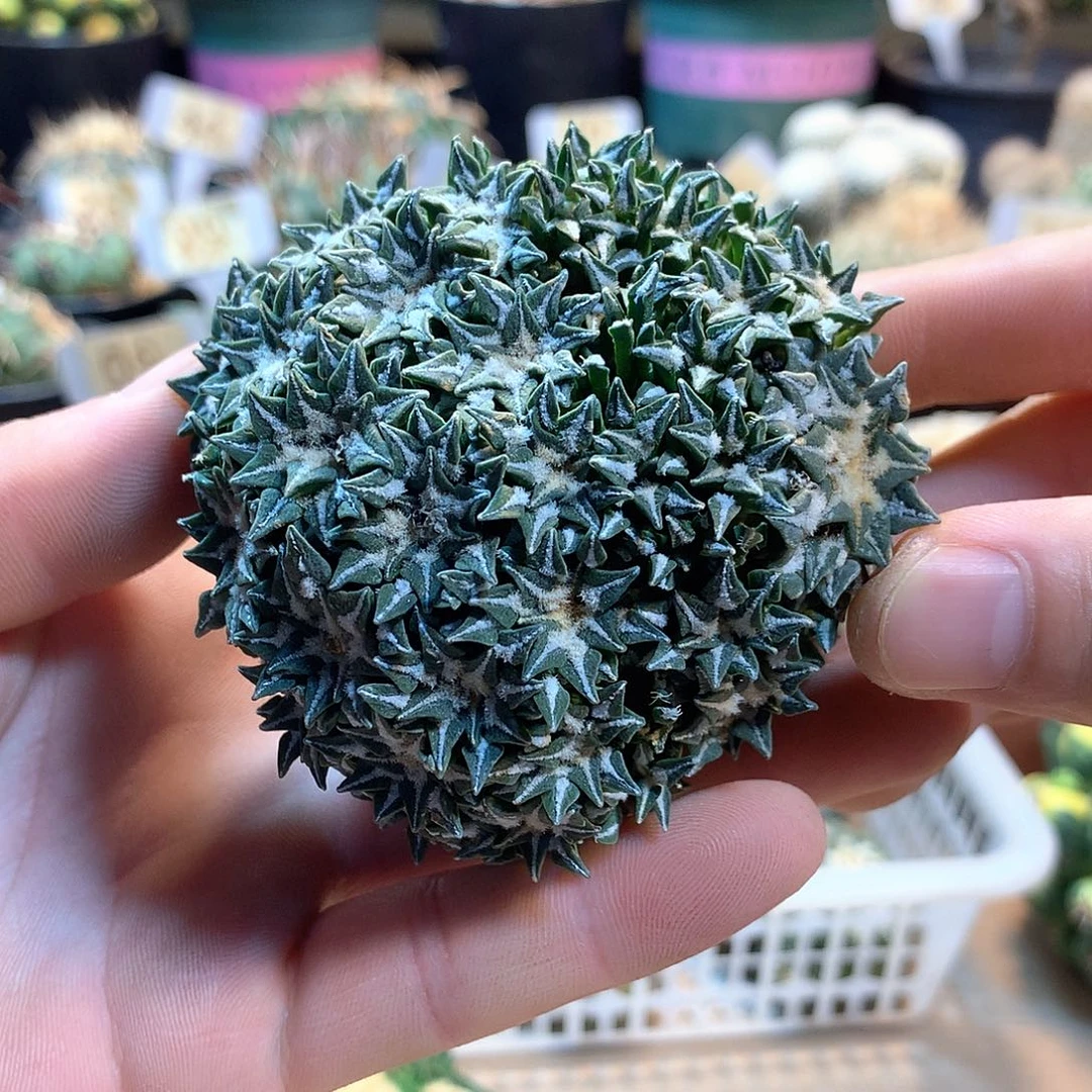 姬牡丹苗接没根