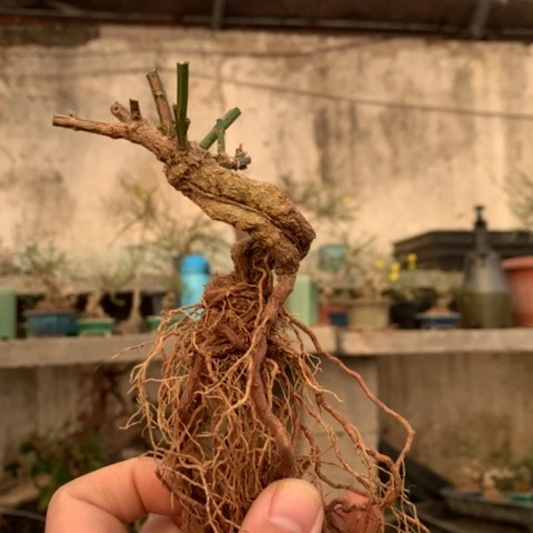 当前无花栽培后可以开花