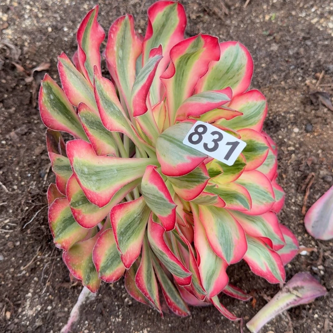 831多肉爱丽丝多肉