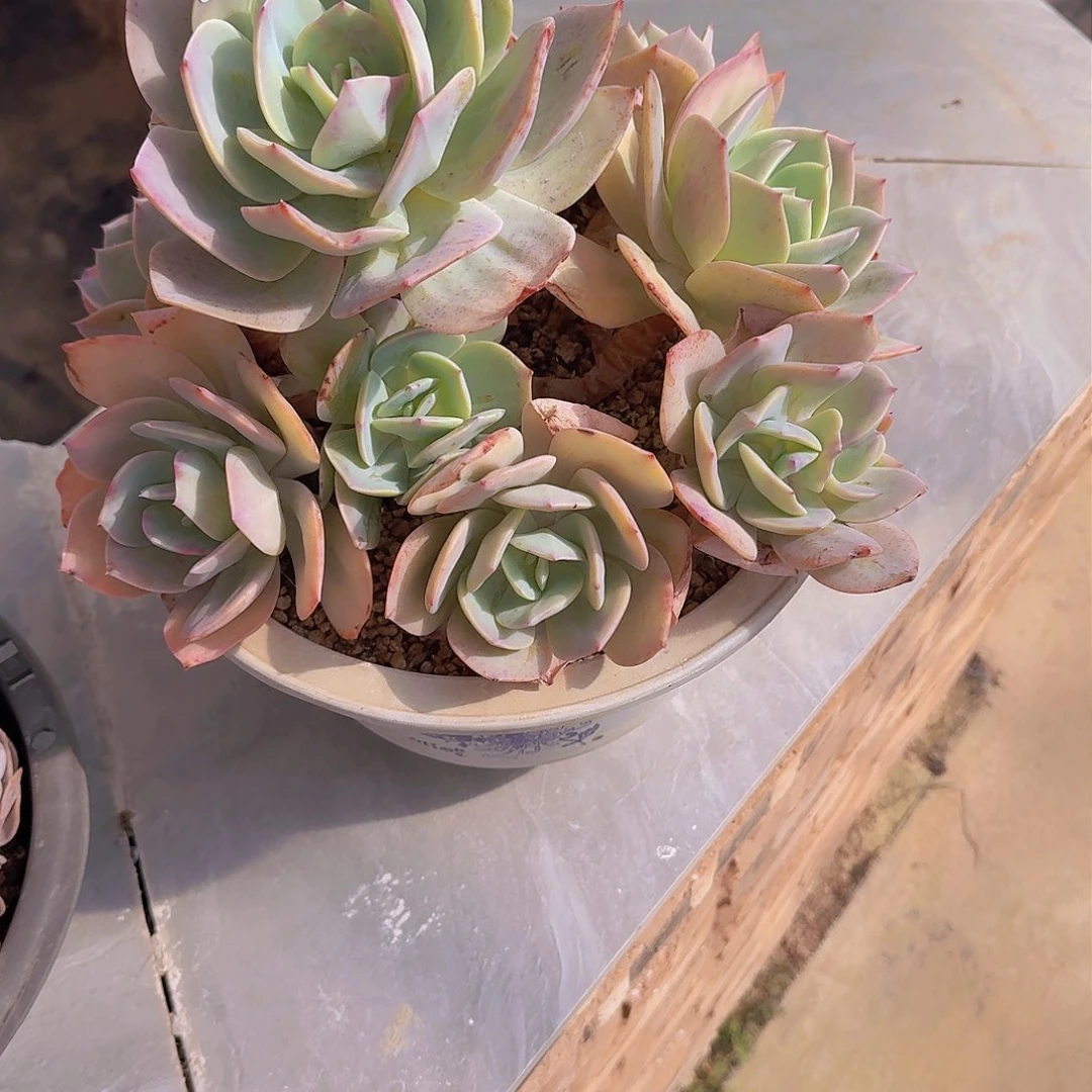 橙***橙1542白凤多肉植物