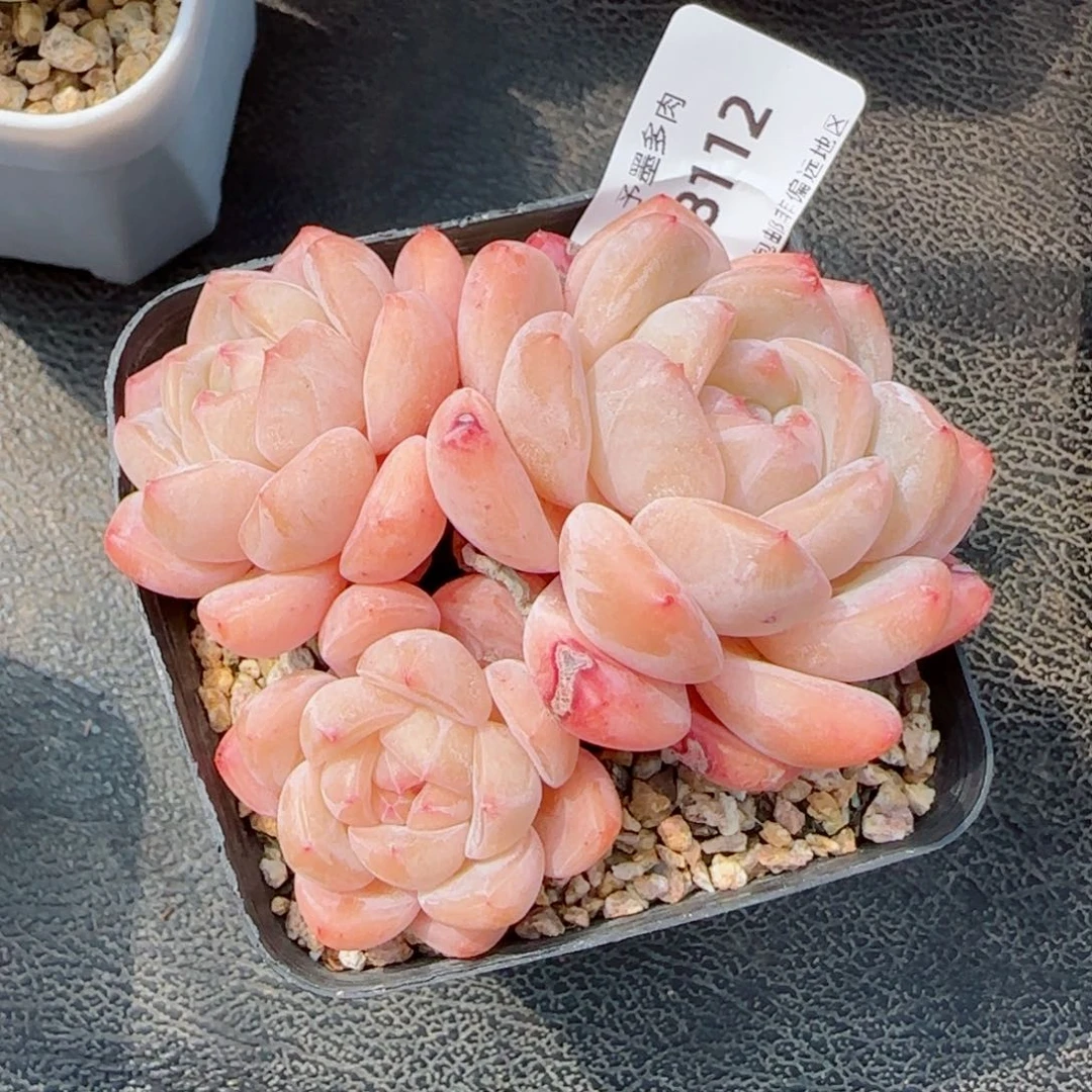 厚梦，8112多肉植物