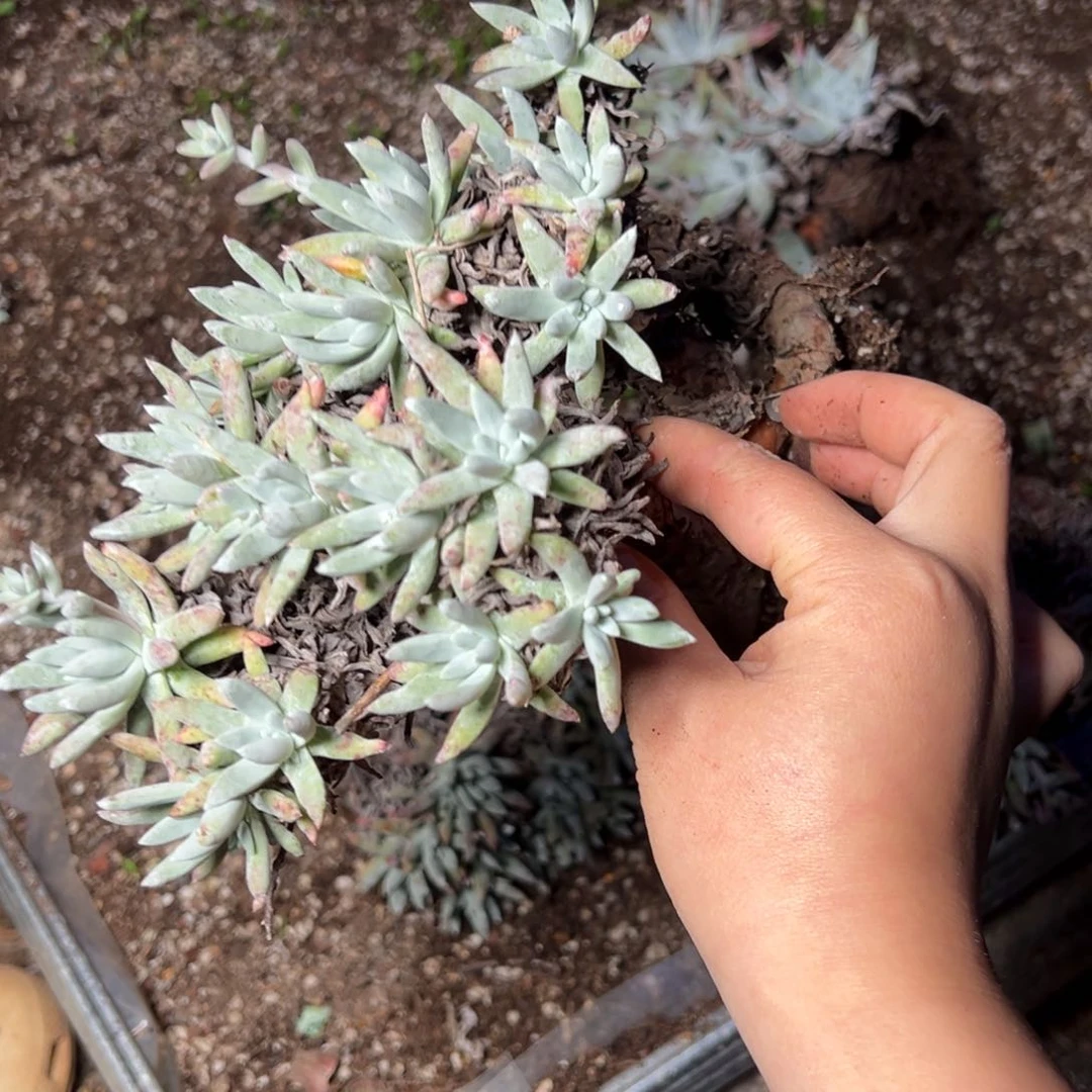 4450哈哈哈哈哈哈哈哈哈