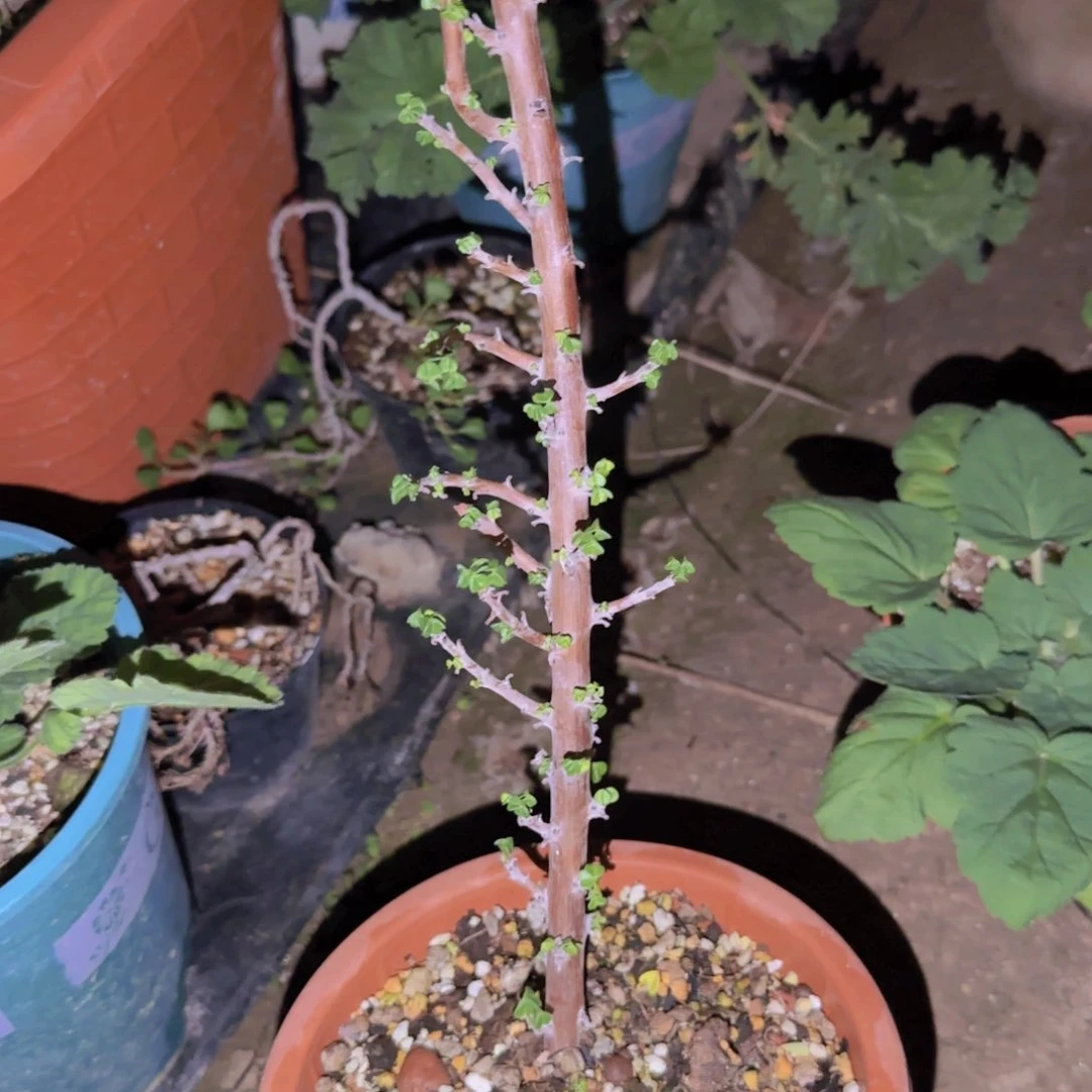 G块根植物块根植物