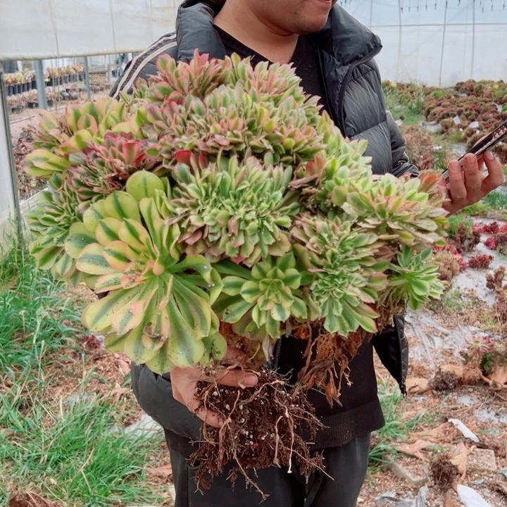 红袖醉话42号多肉法师