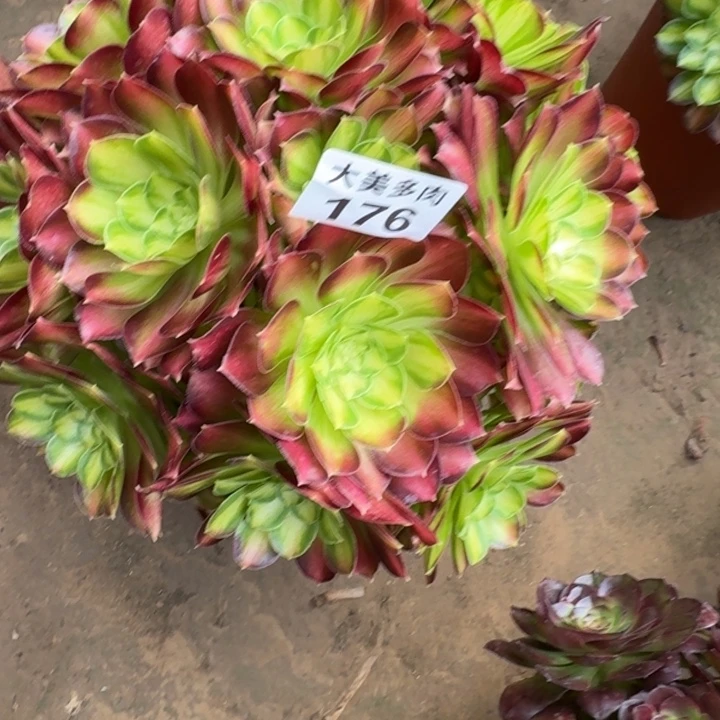 渡*！韶华丛林176肉肉