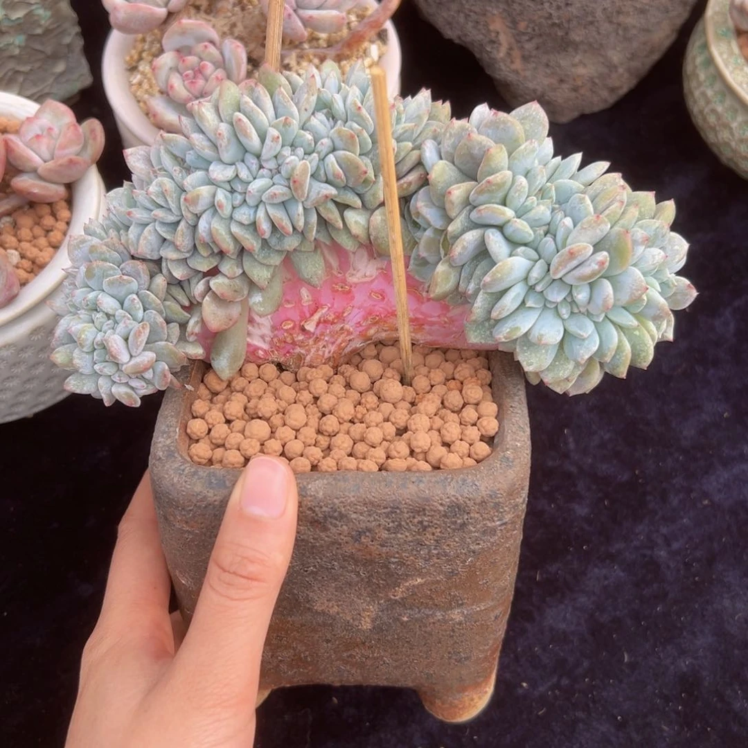 新年快乐 新年快乐