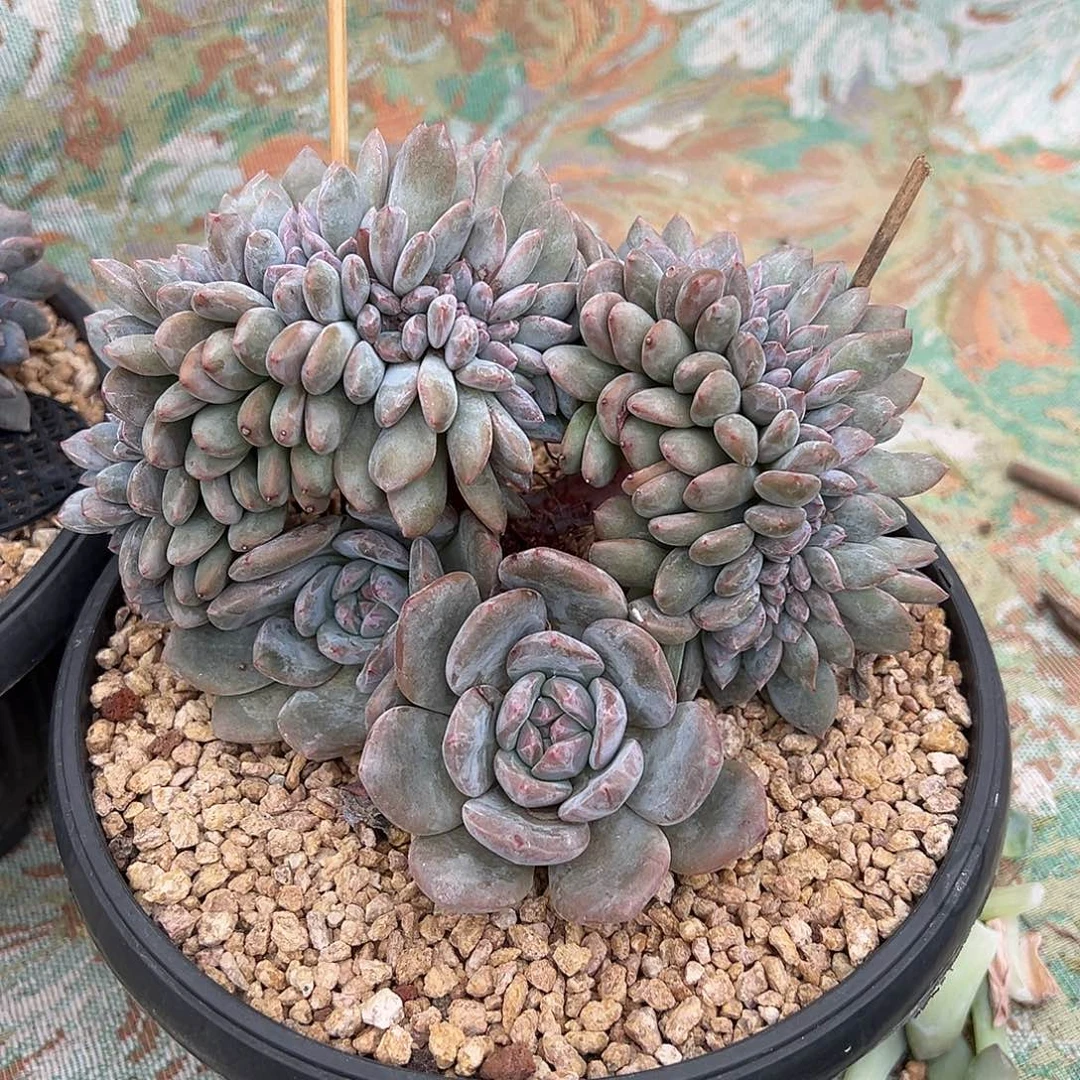 ****叽糯叽叽专拍石榴籽星影缀