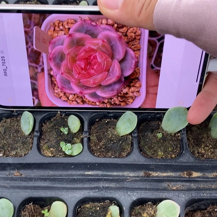 穴盘甜心402芽苗一个多肉