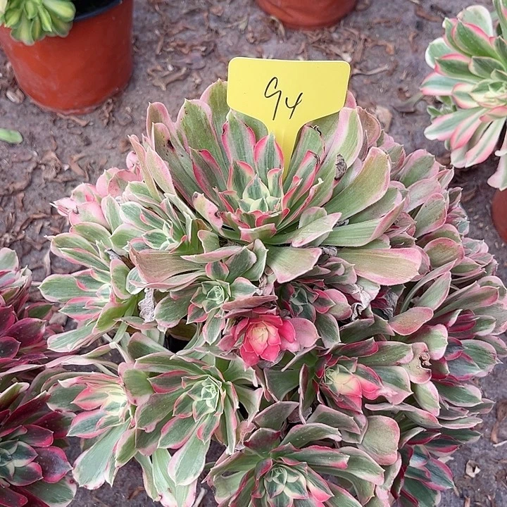 94一颗男神法师多肉