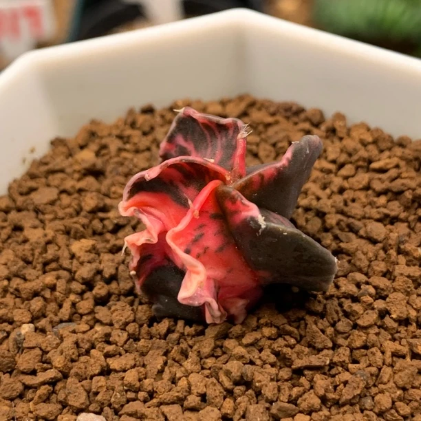 一物一拍 实生五角卷边鸾凤玉锦 散斑仙人球