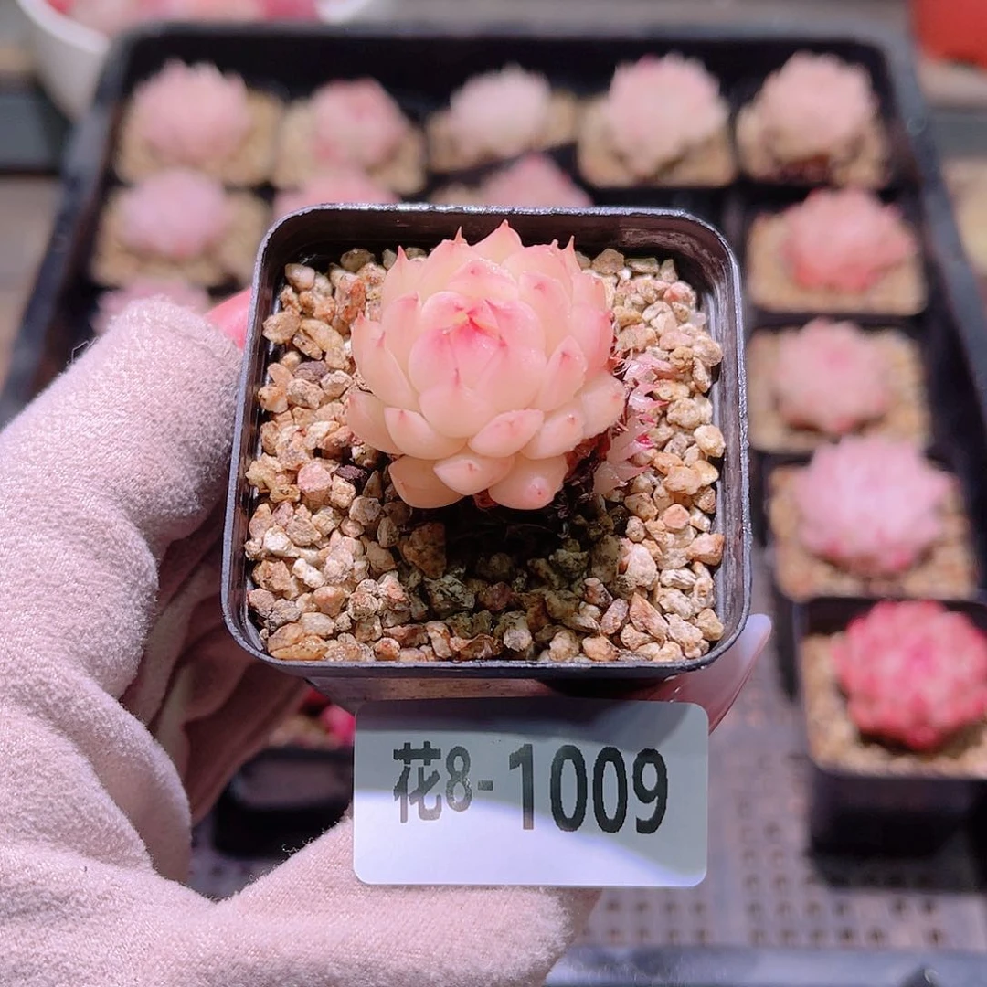 花利美8-1009海王