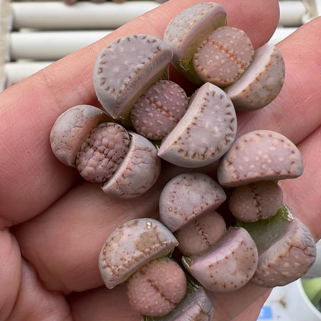 12.22好看的多肉脱土发货496