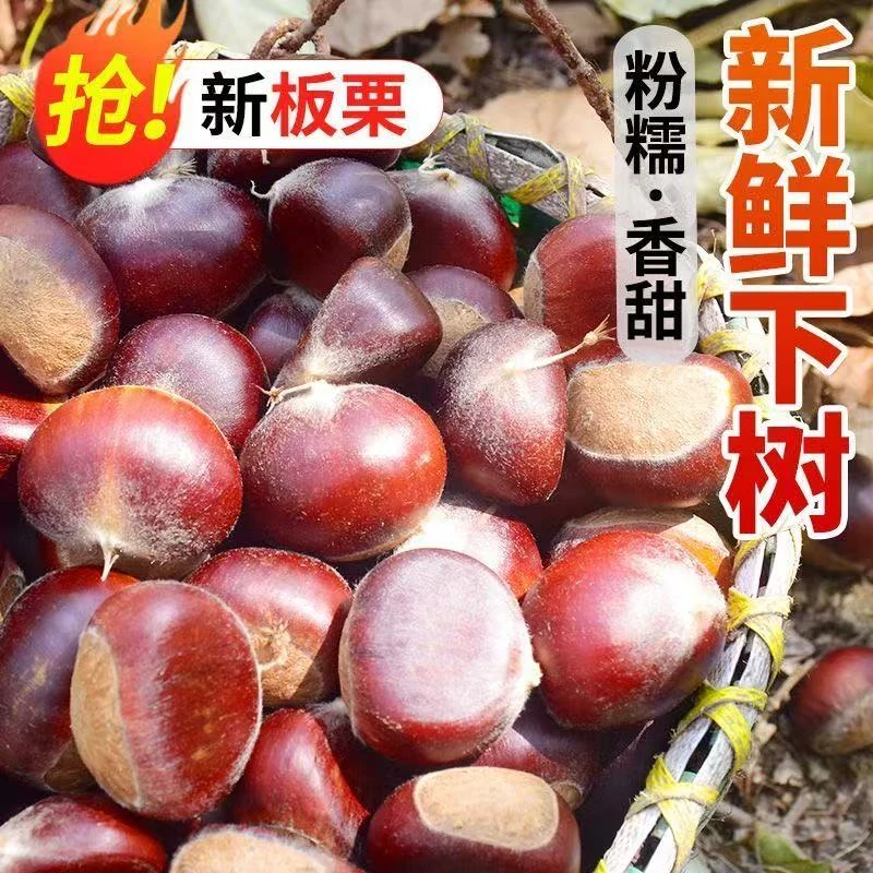 【顺丰包邮】2025年新鲜带壳板栗粉糯香甜现摘高山老树栗子中大果