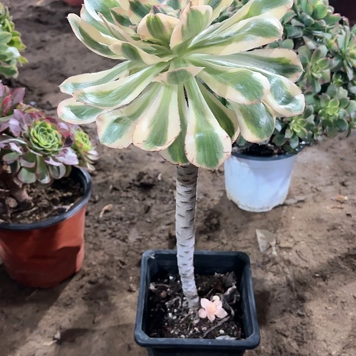 胡*淘多肉植物艳姿锦136