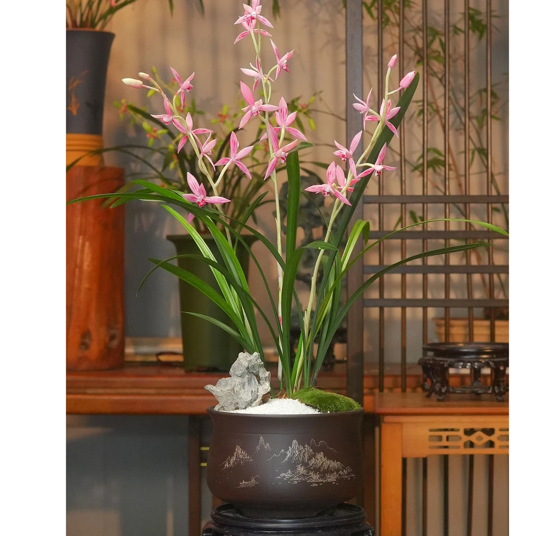 建兰铭品【醉月红尘】带紫砂泥花盆 幽香兰花 室内好养易活