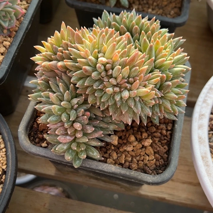 炫彩星缀化 阿松多肉