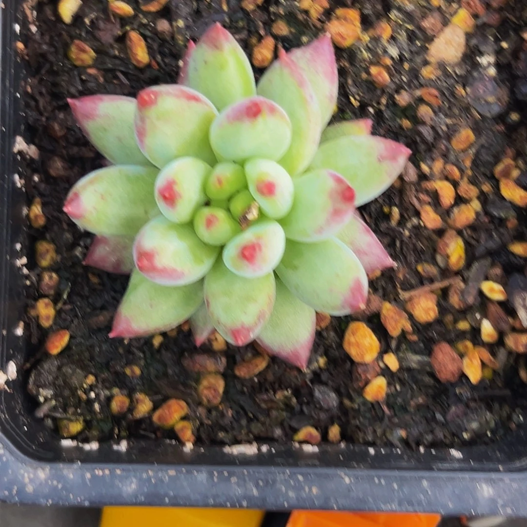 1颗美人系列多肉植物