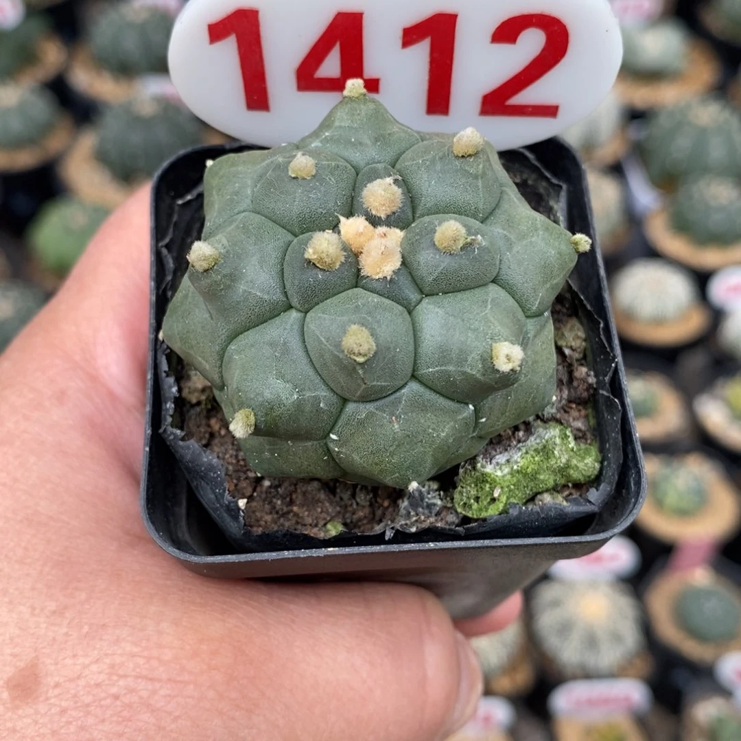 1412龟甲福利哦亲