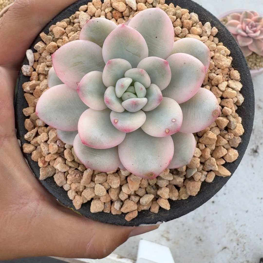 白马锦 单头 一物一拍
