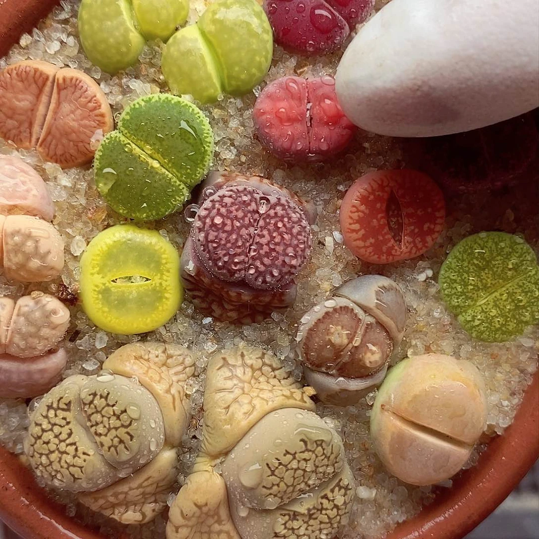 我还想和他们出去逛逛看看啊441