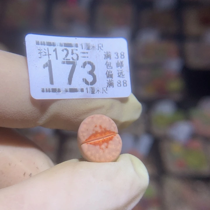 抖***谱精品生石花125.173