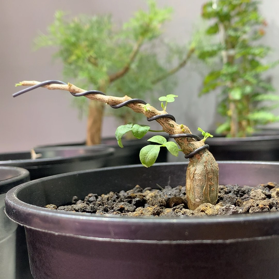 念珠橄榄实生带盆