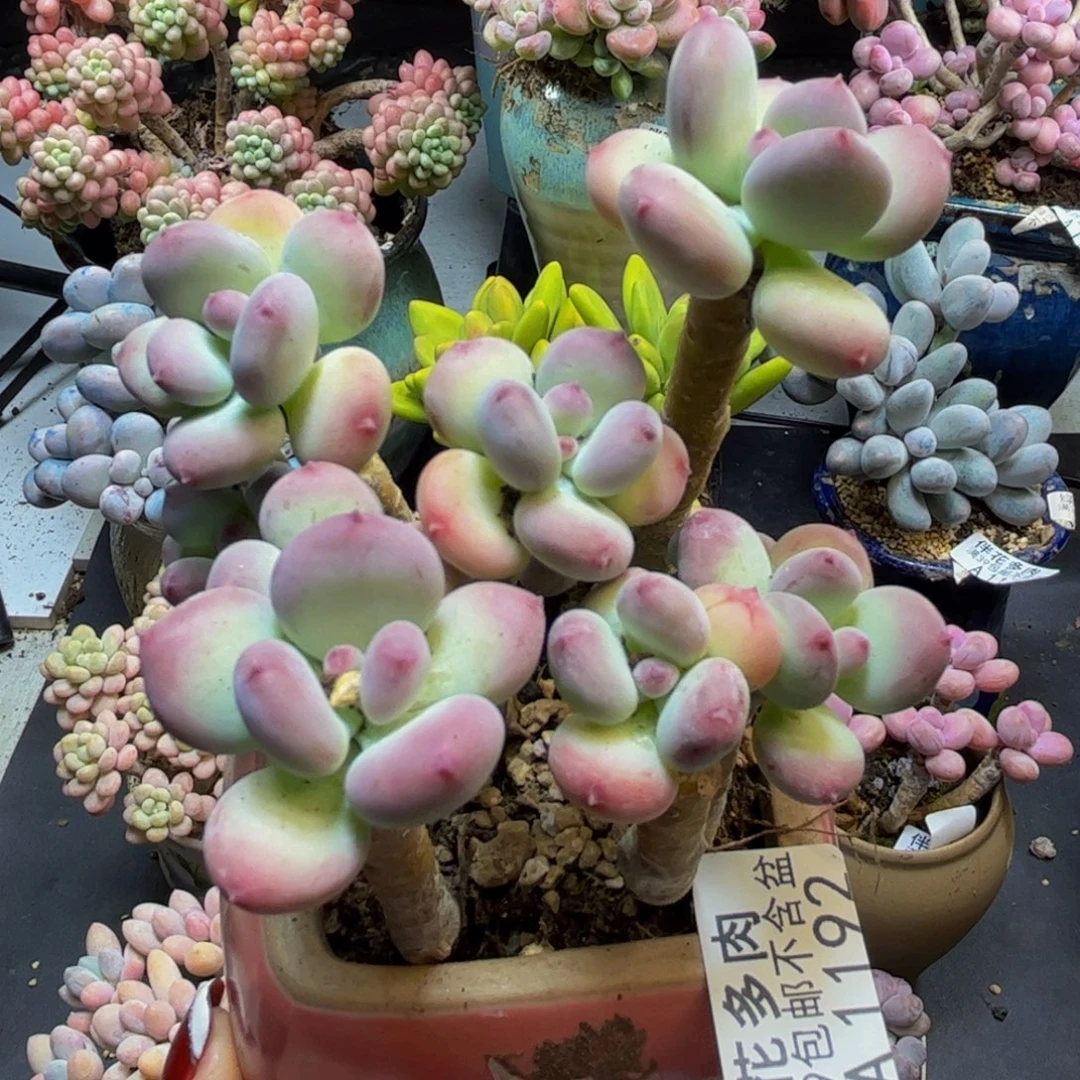 苹果奶酪1192/8cm多肉