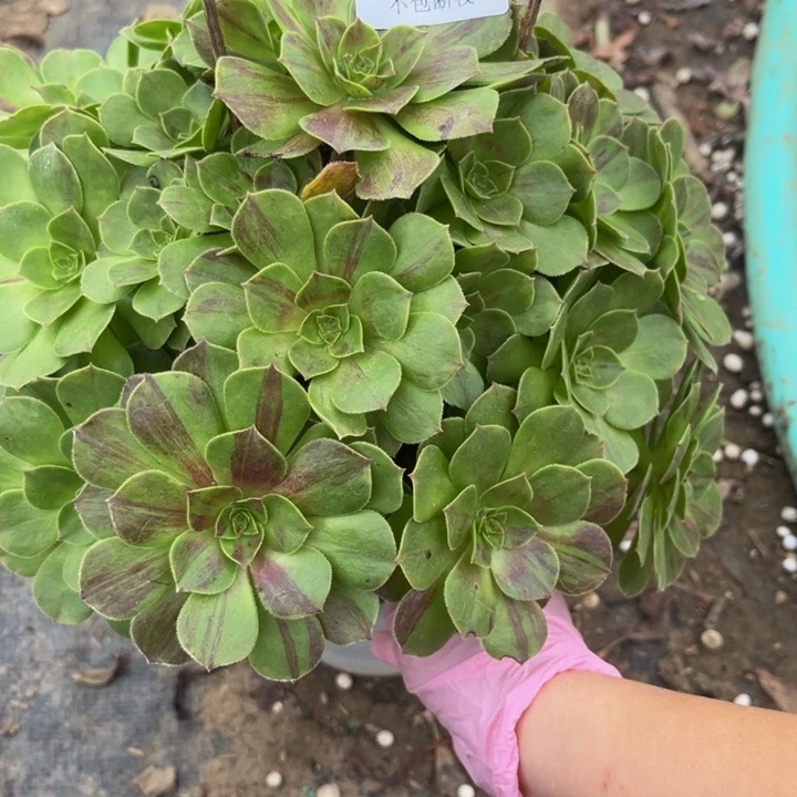 528花月夜多肉植物瑕疵不包断枝