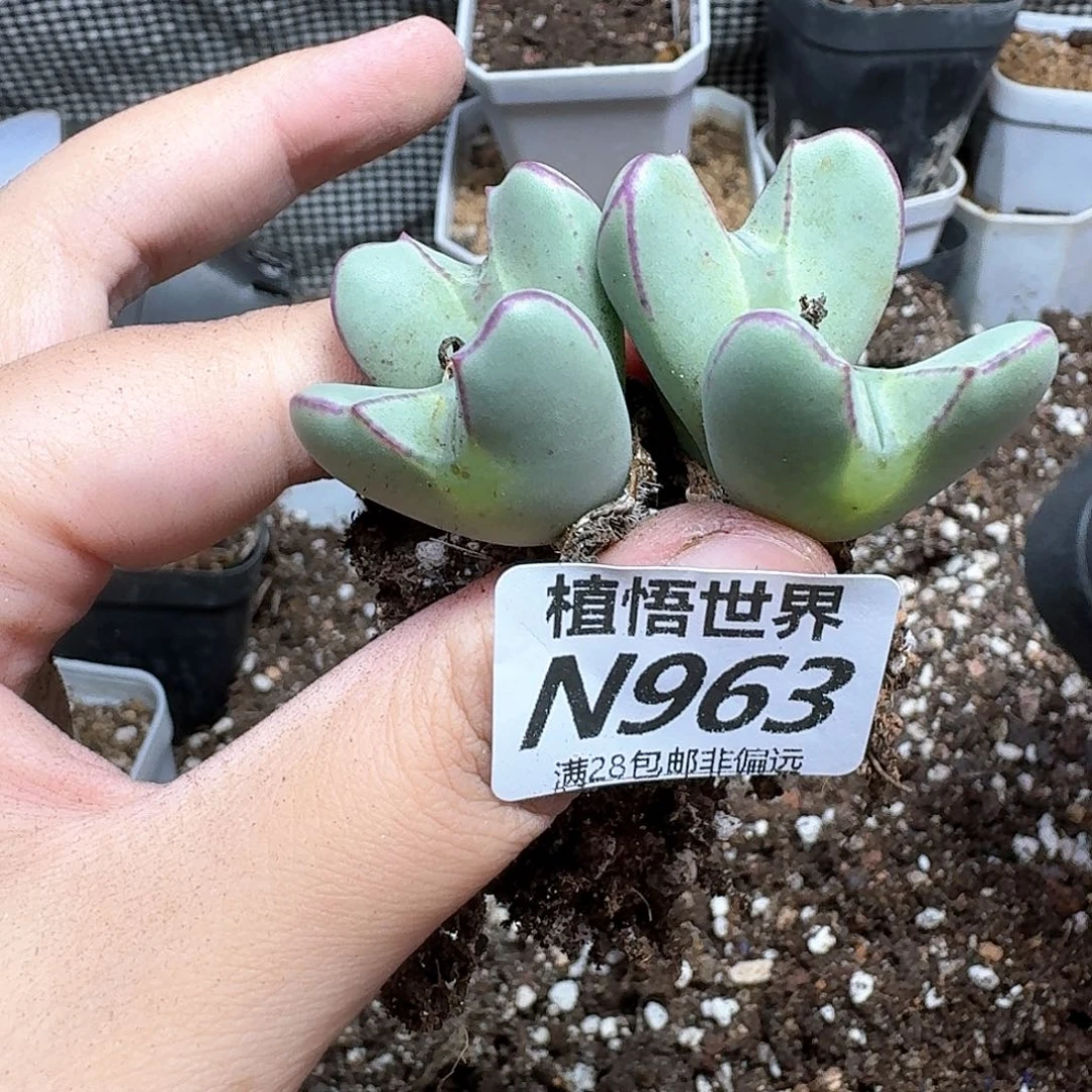 多肉植物的润泽吃