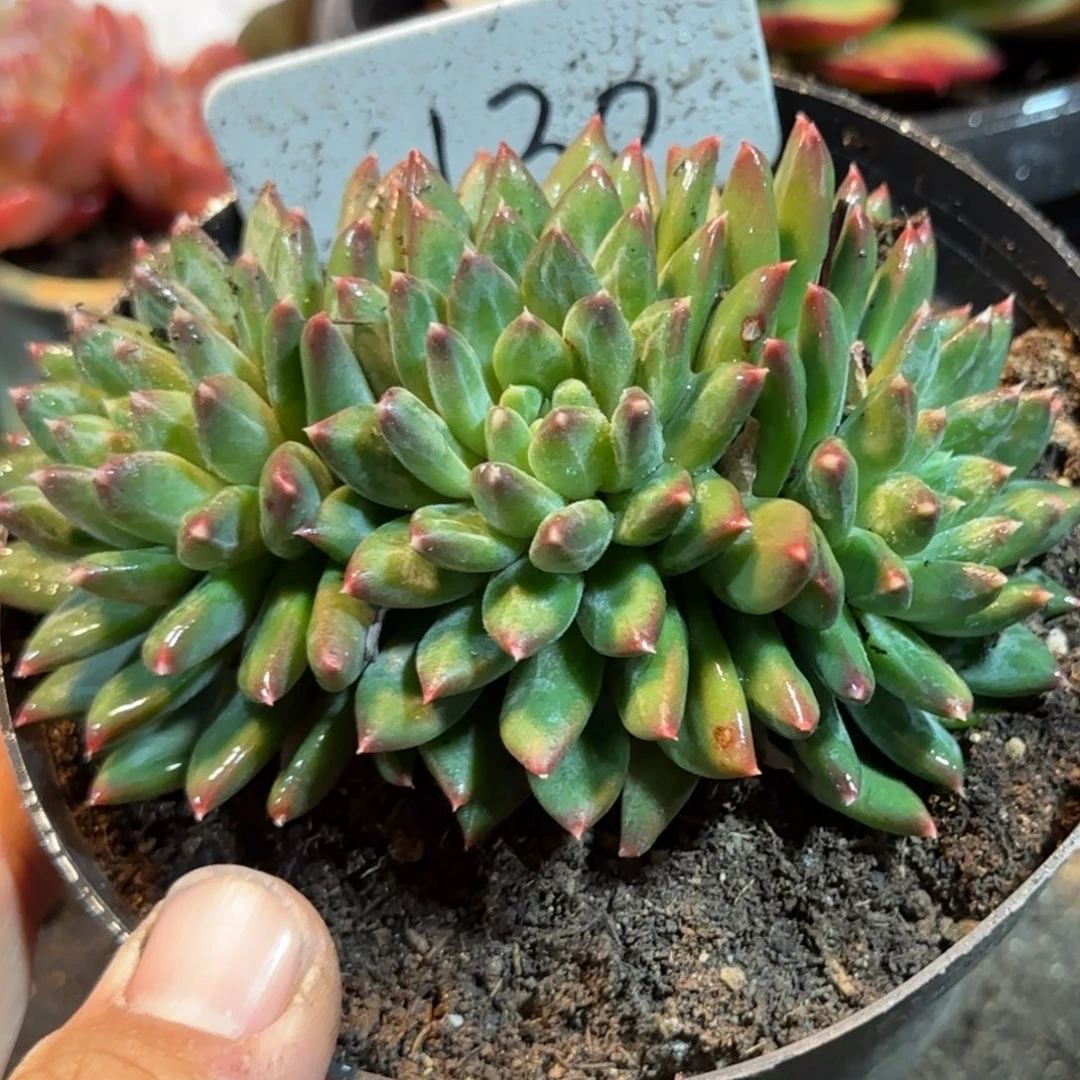 青花瓷130一物一拍包装收缩花旱