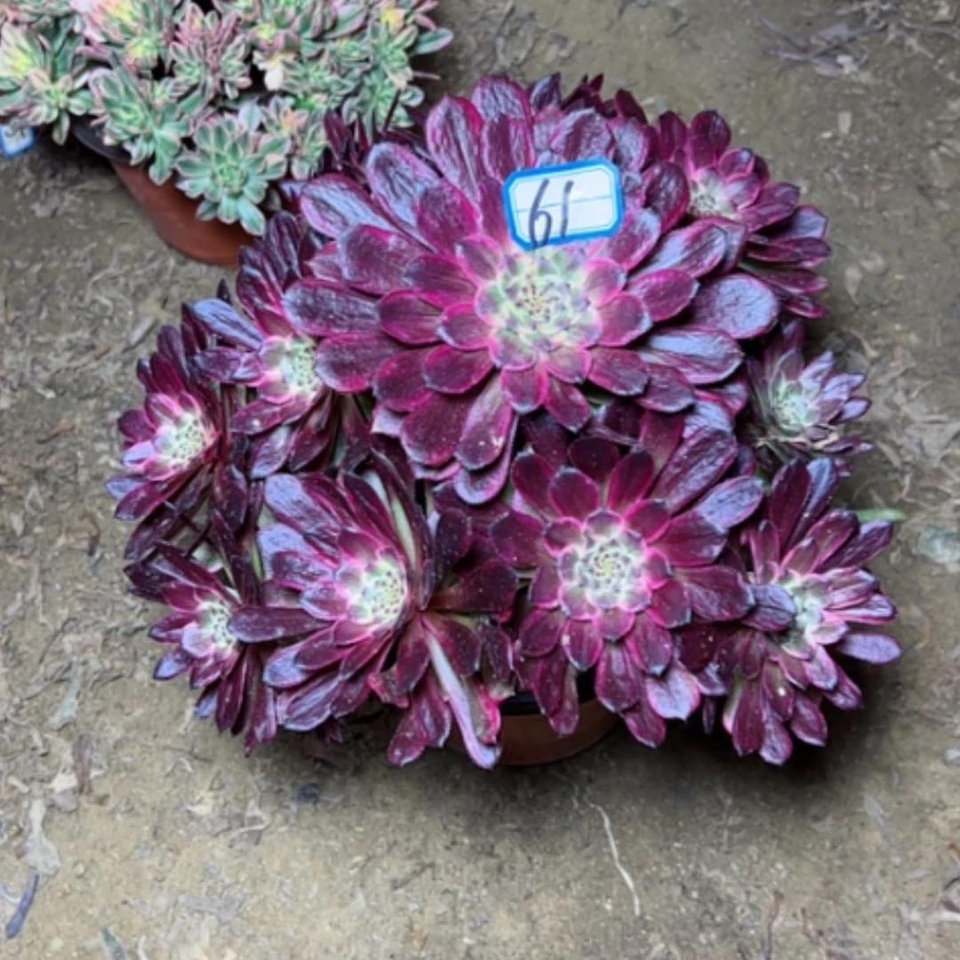 【闪购商品】每****孩多肉植物黑金刚61