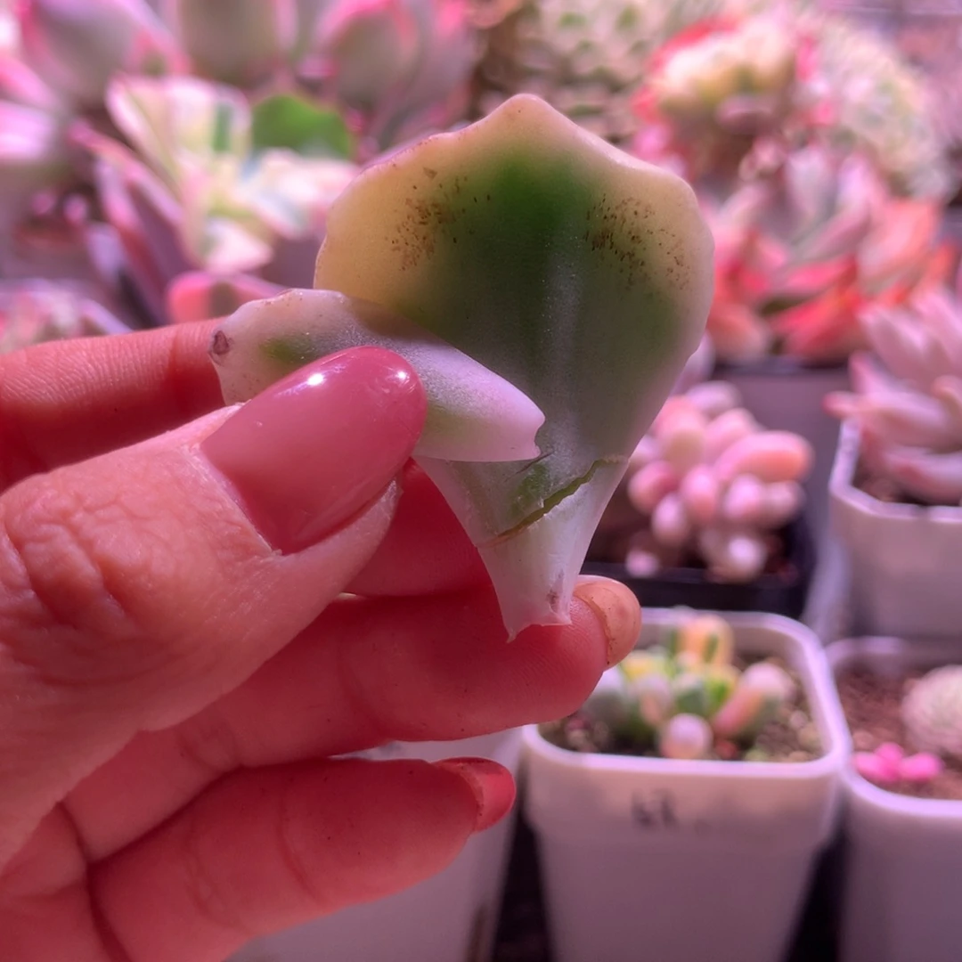 两片价格白饺子皮叶片