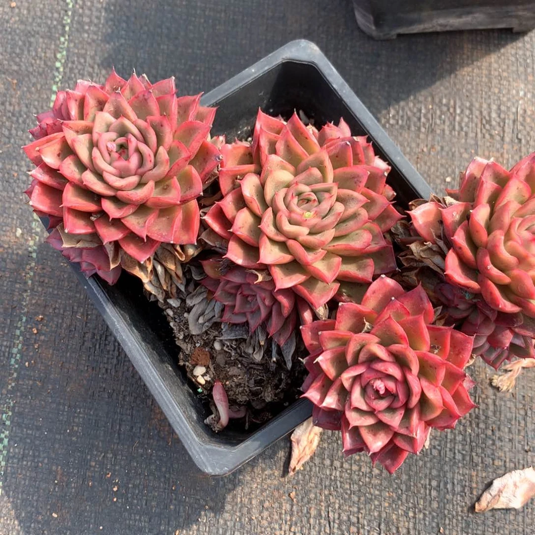 3529杂交多肉植物基地